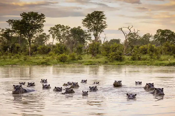 Okavango Delta Safari Hippos Botswana Luxury Ker & Downey