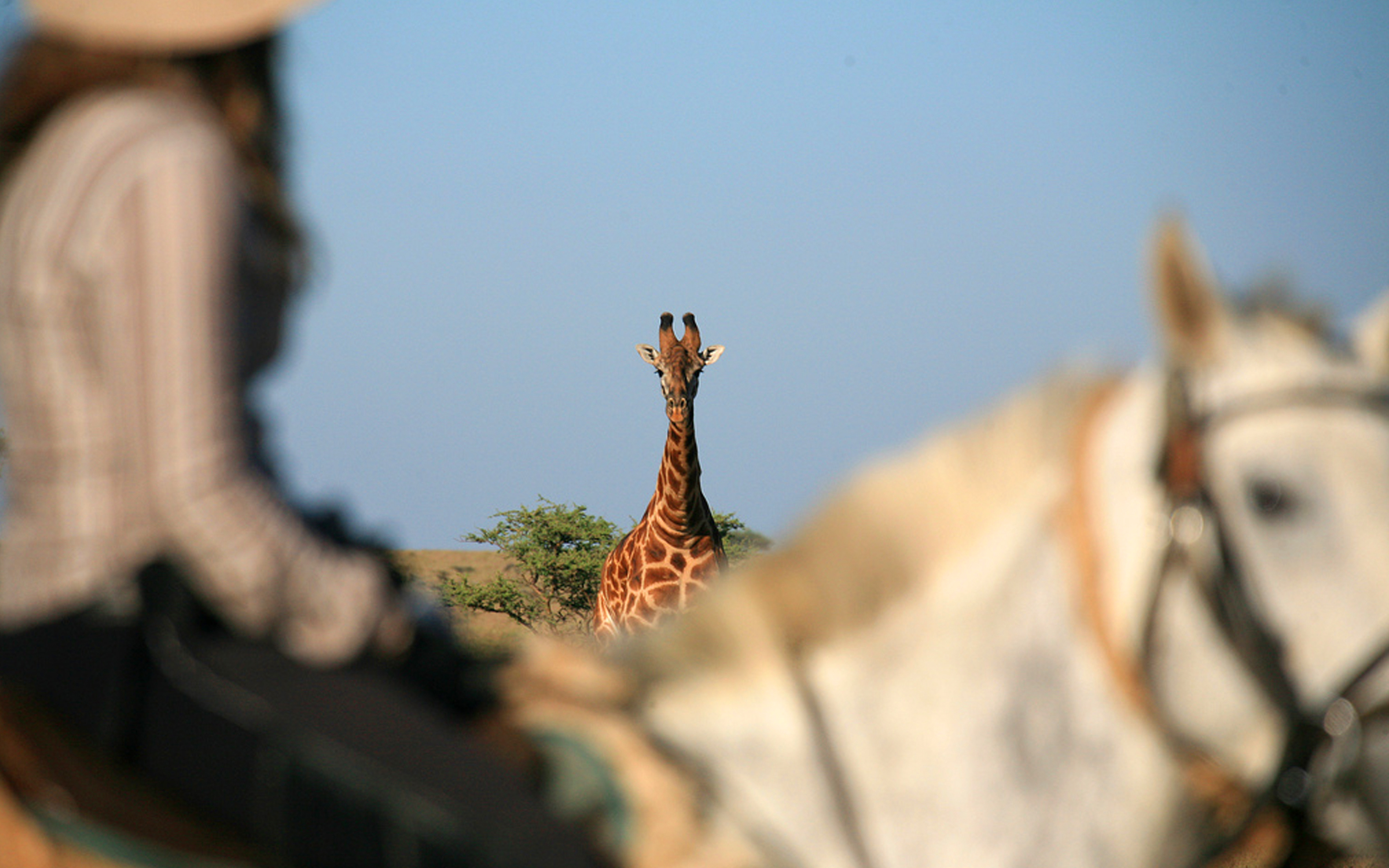 Giraffe watching a Masai Mara horseback safari