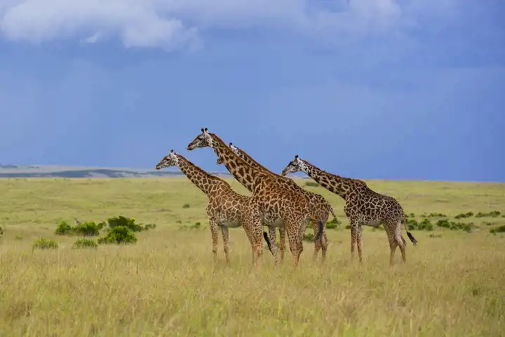 Classic Kenya Safari FEATURE Rekero Camp