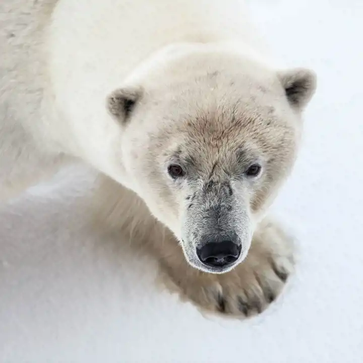 Animals Of The Arctic HERO Samantha Crimmin