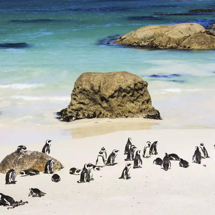 South_Africa_Penguins