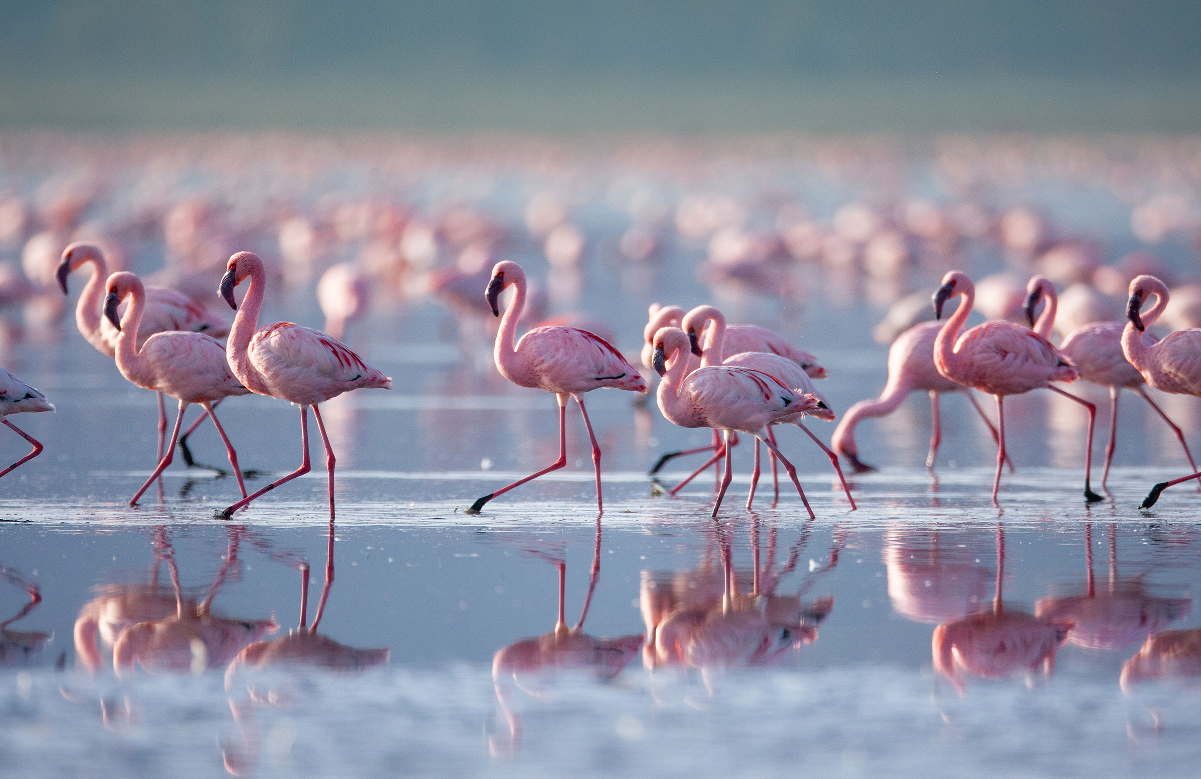 Flamingos-lake Nakuru-great rift valley Kenya