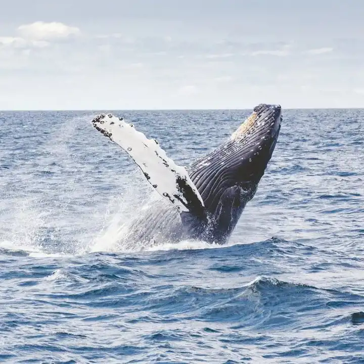 Azores Bucket List 15 Best Things To Do In The Azores 10. Whale Watching