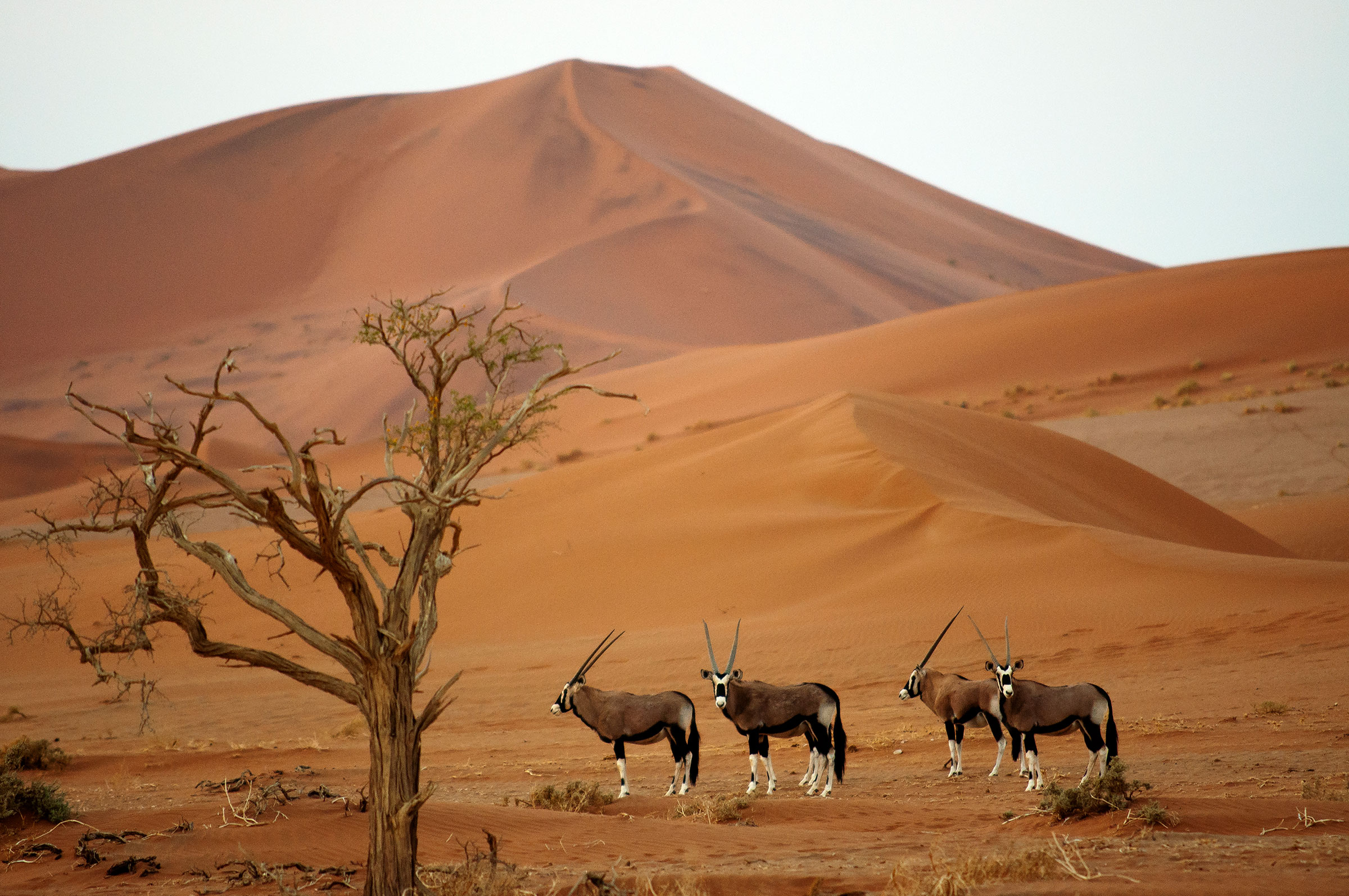 Where to Go in Africa in 2024 - Namibi Naukluft - Namibia