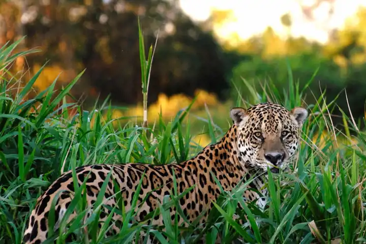 Safaris Around The World Pantanal Luxury Travel Ker Downey