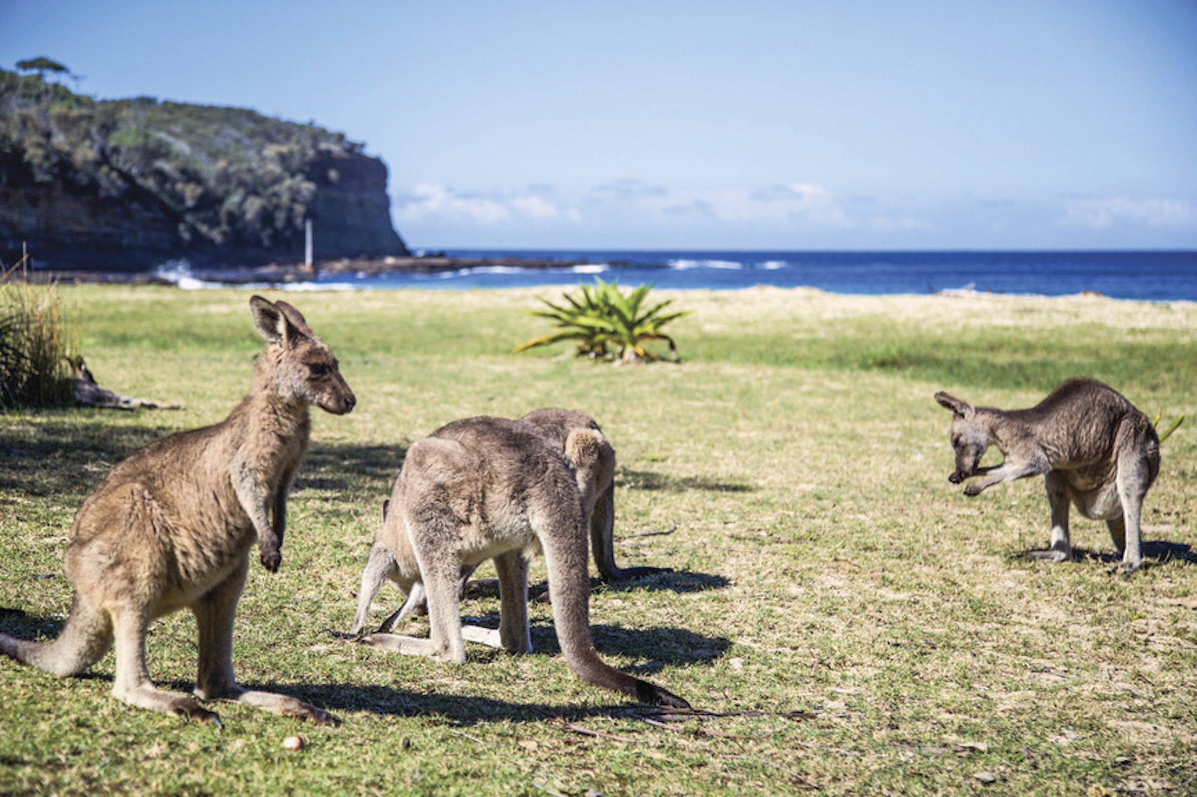 Australian Wildlife  - Luxury Australia Travel - Ker Downey