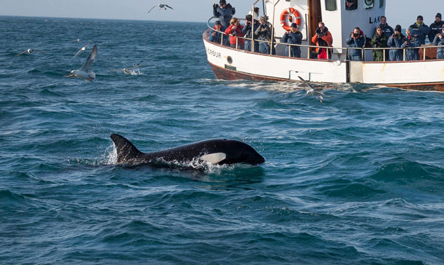 Whale Watching Iceland - Luxury Iceland - Ker & Downey