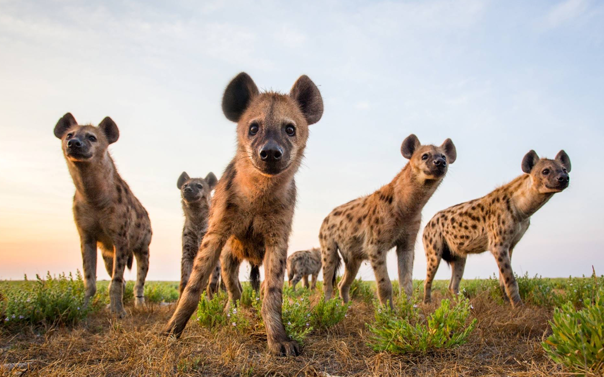 Spotted hyenas on the Zambia Walking Safari by Ker & Downey