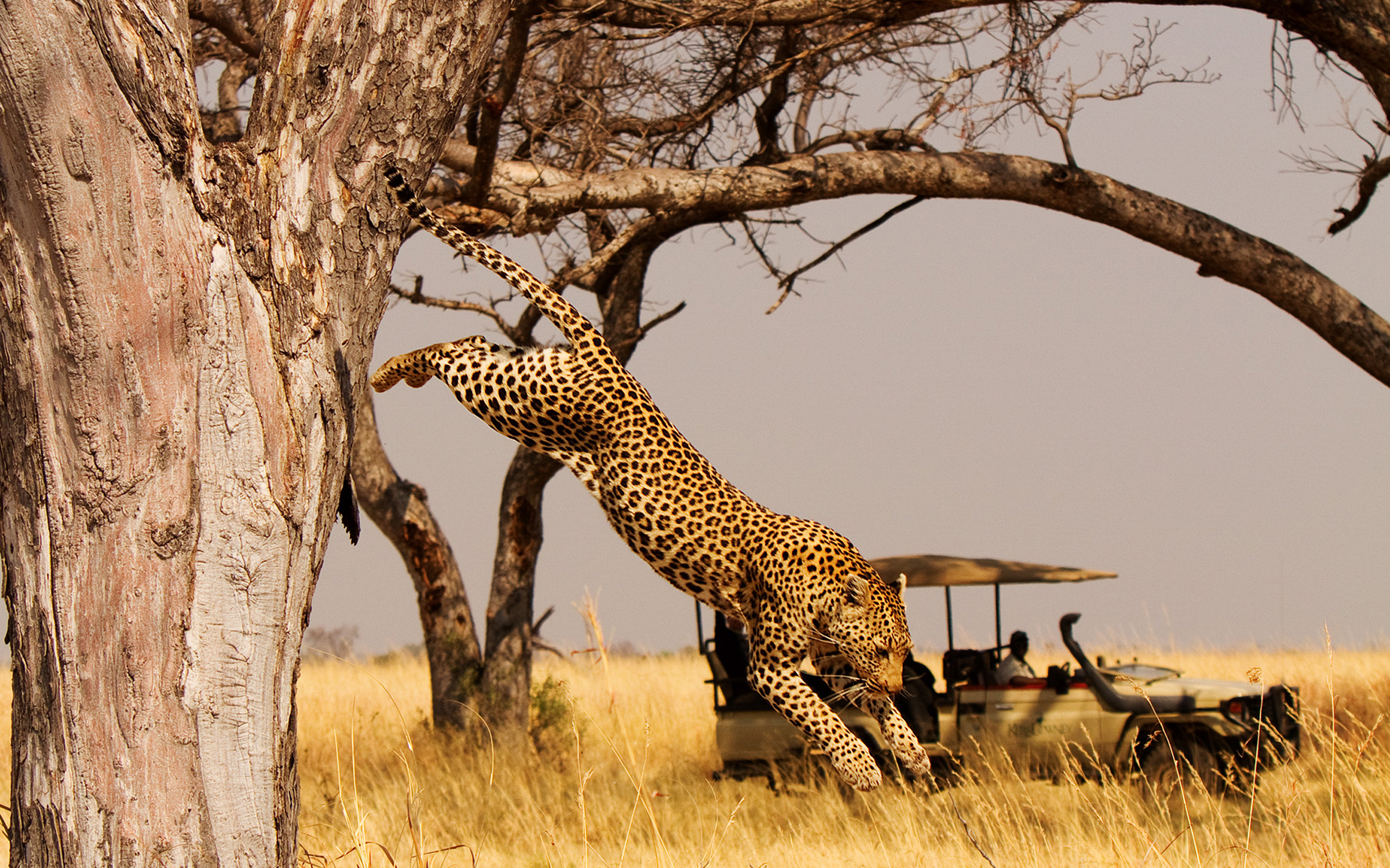 A leopard springs from a tree on the Botswana Family Safari by Ker & Downey