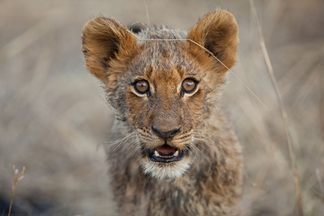 17 Jaw Dropping African Safari Photos