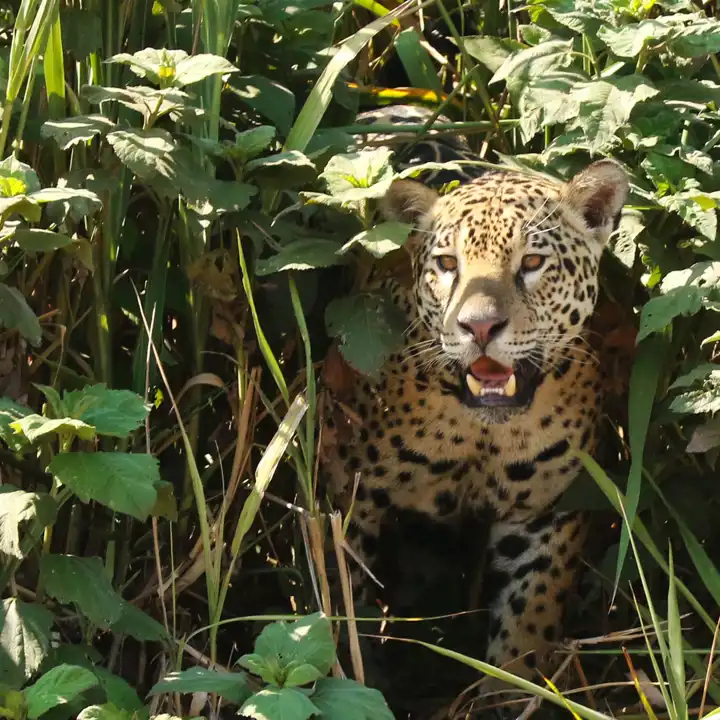 Jaguar In The Pantanal Brazil