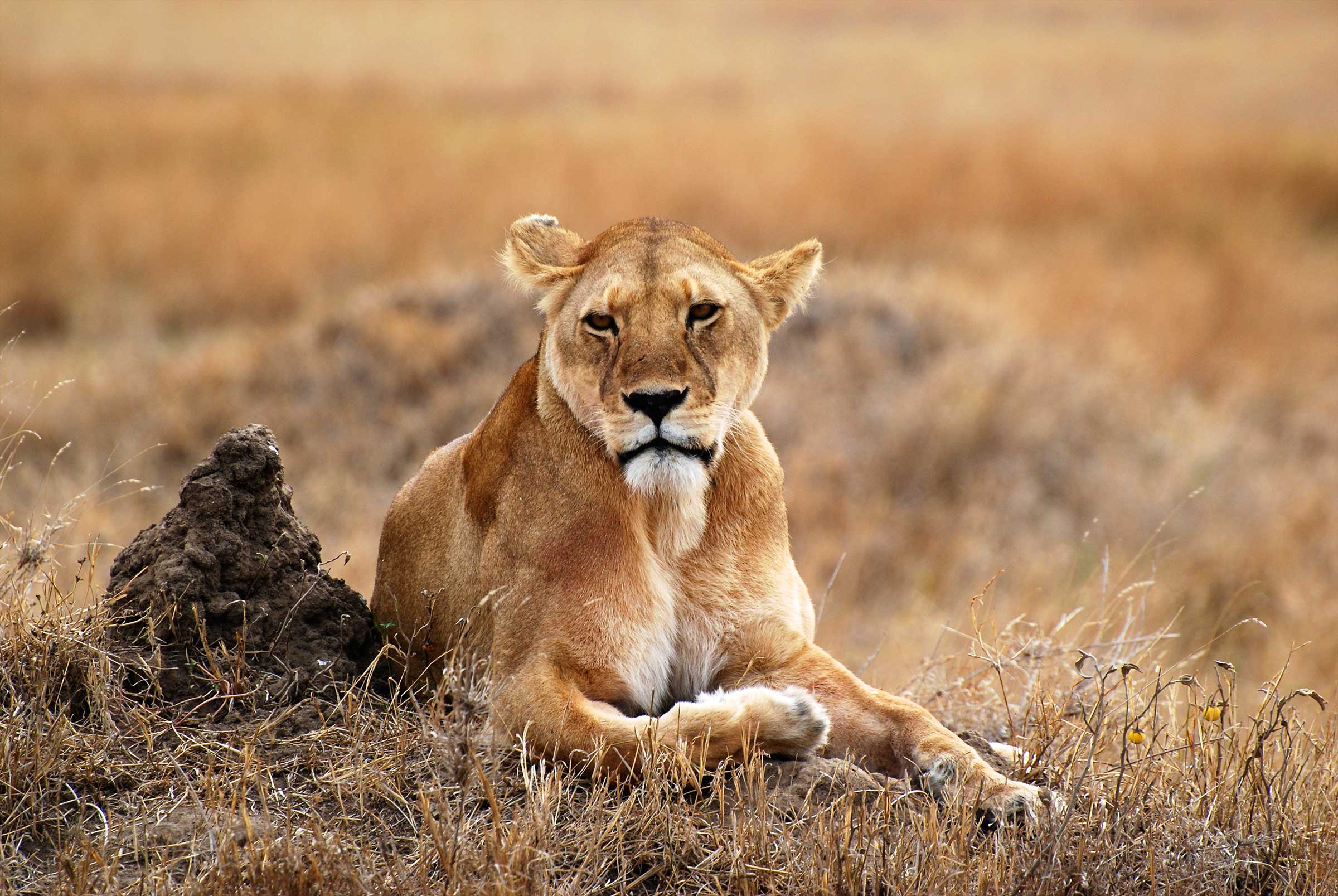 lion on safari in tanzania