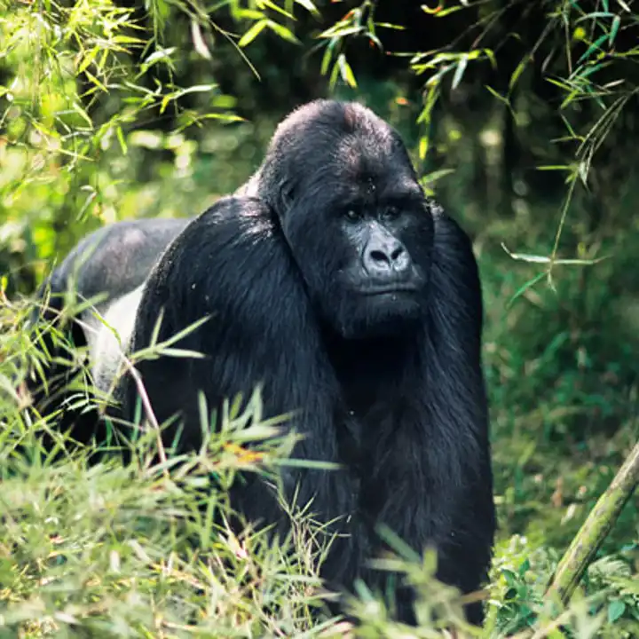 Rwanda Gorilla Trekking Luxury Safari Ker Downey
