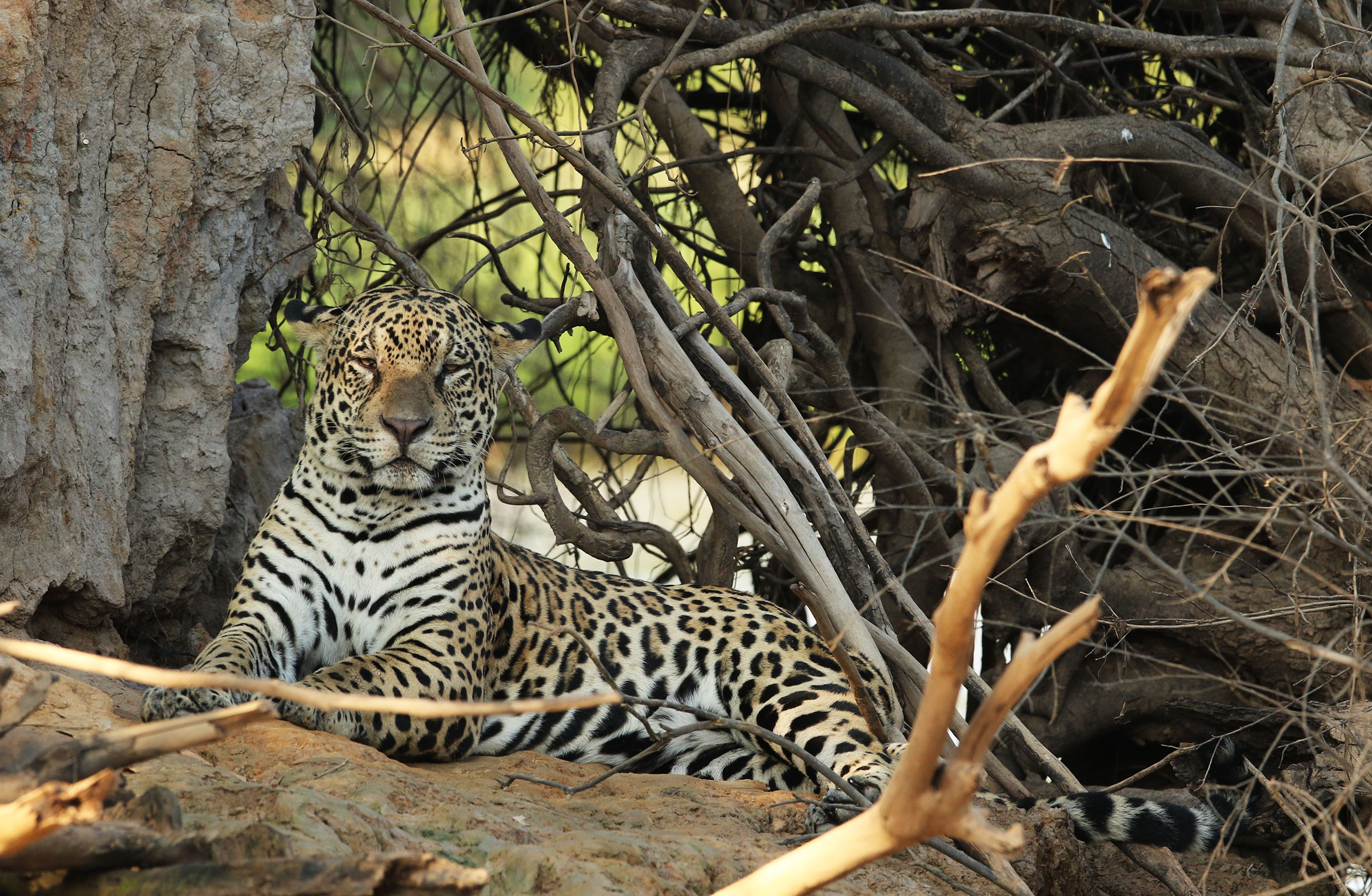 Jaguar Safaris in the Pantanal