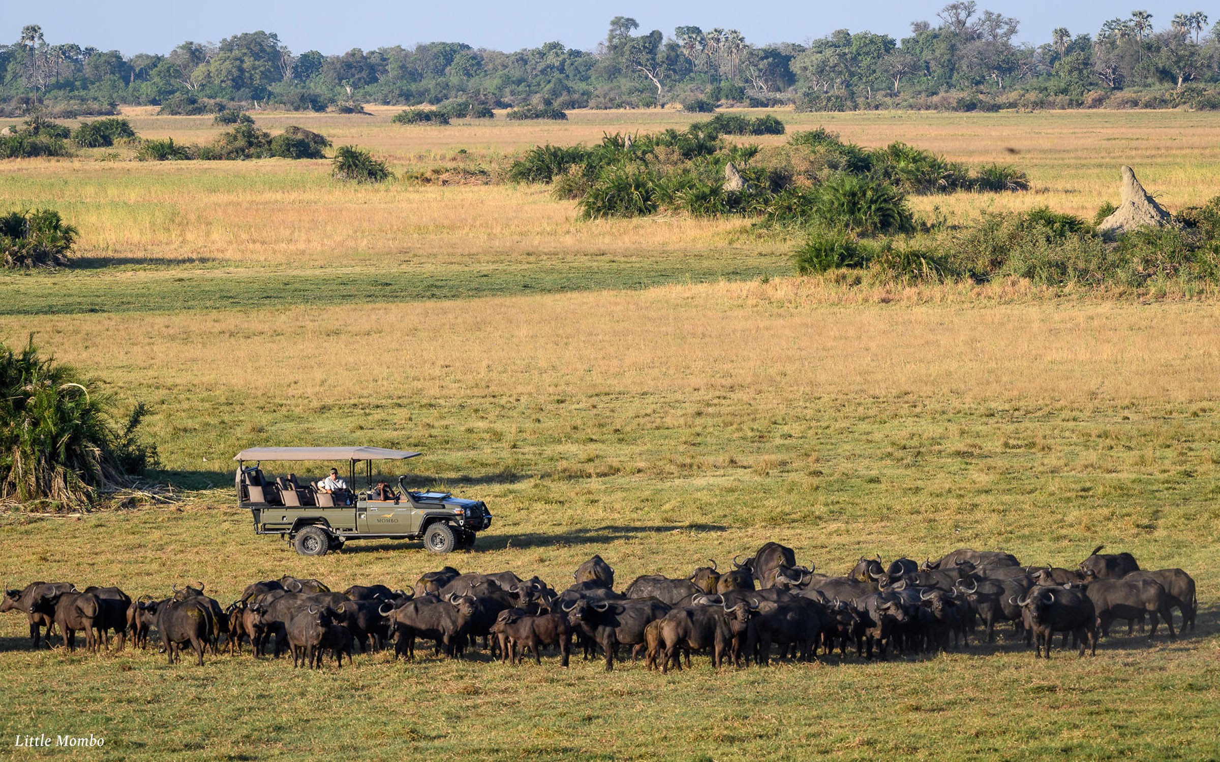 safari buffalo herd