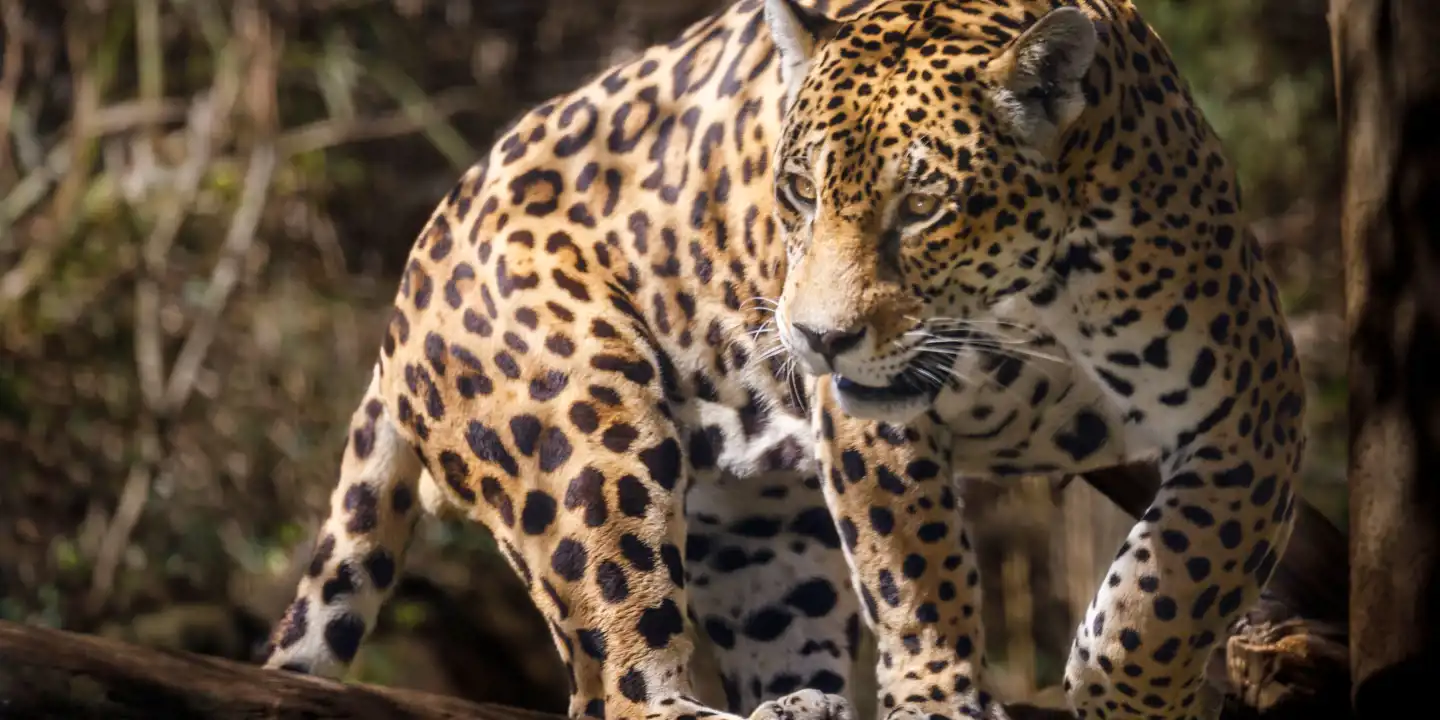 Pantanal_Jaguar