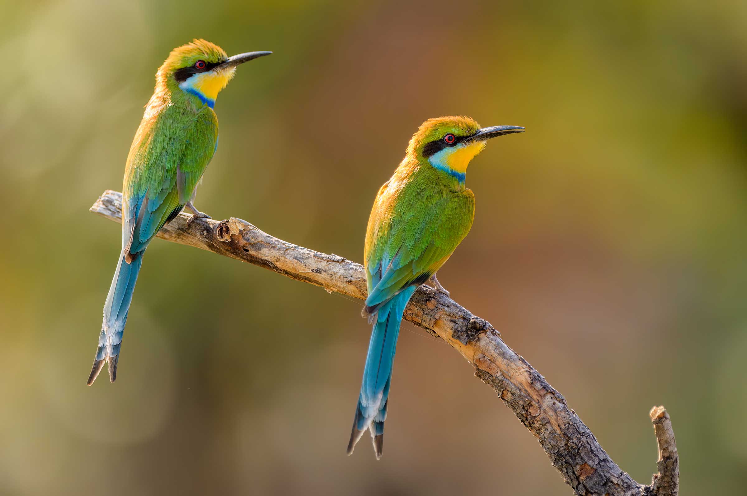 Moremi game reserve Botswana Safari birding
