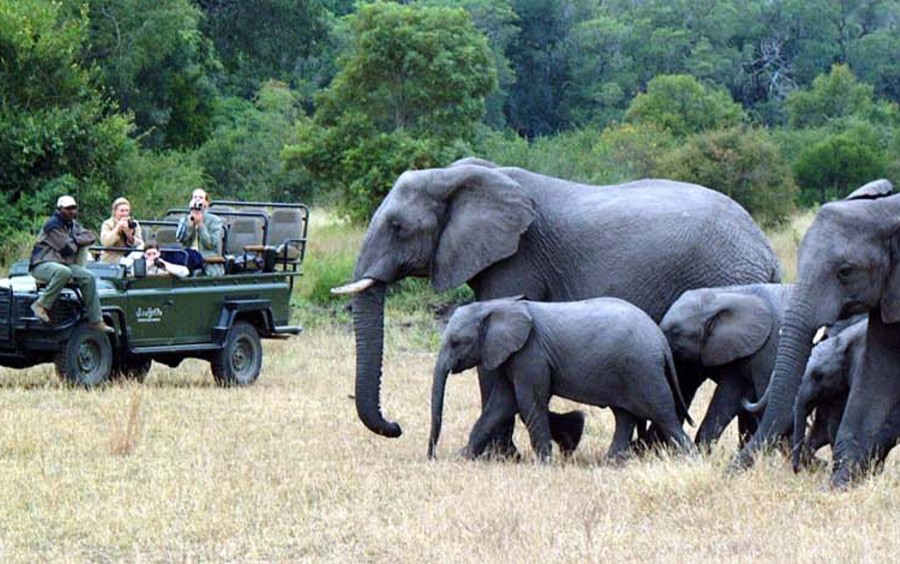 South African Safari for the Whole Family