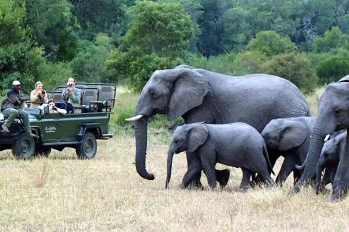 South African Safari For The Whole Family Top 5 Picks From Ker Downey Elephant Family 1