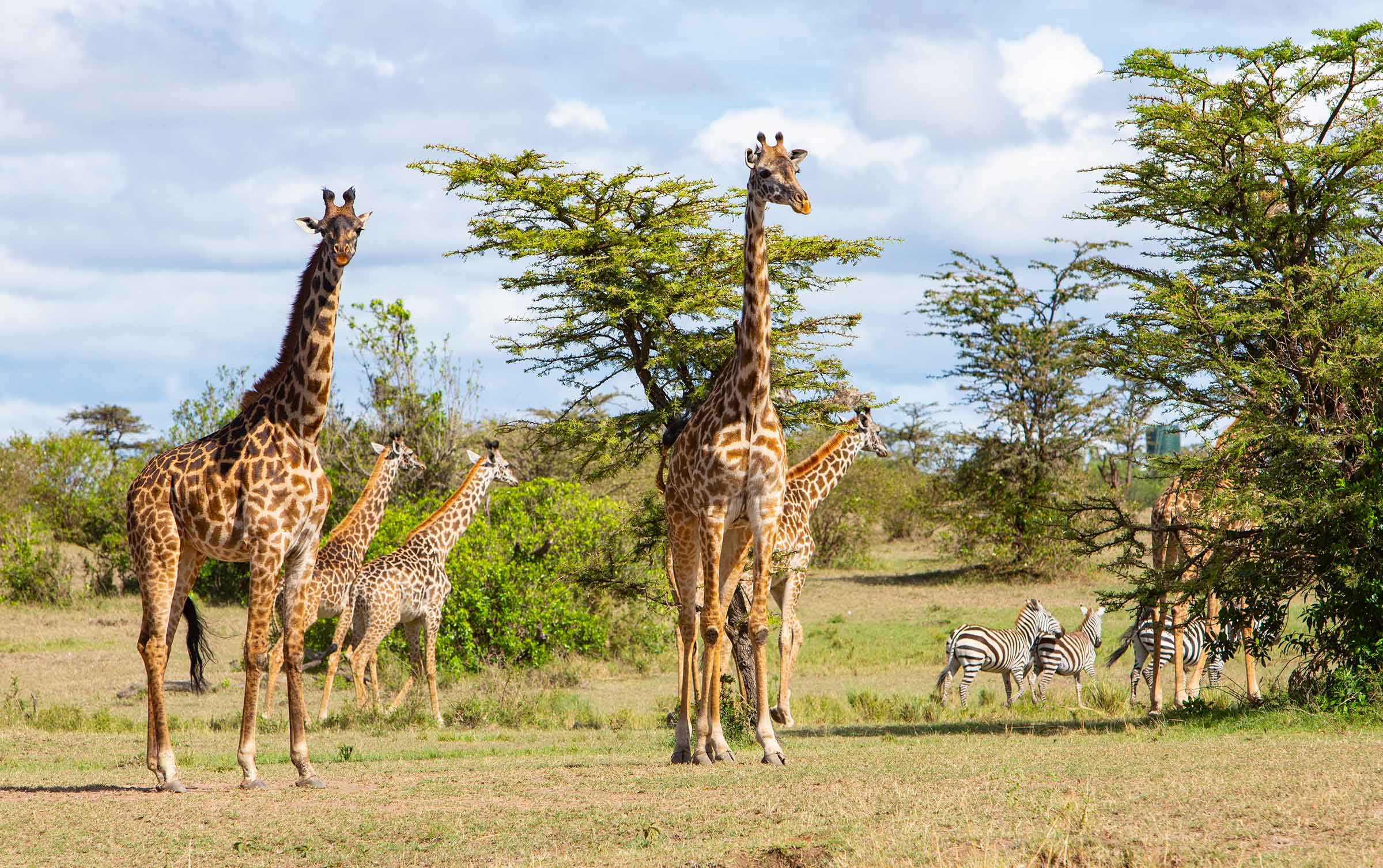 Masai Mara Conservancies Kenya safari