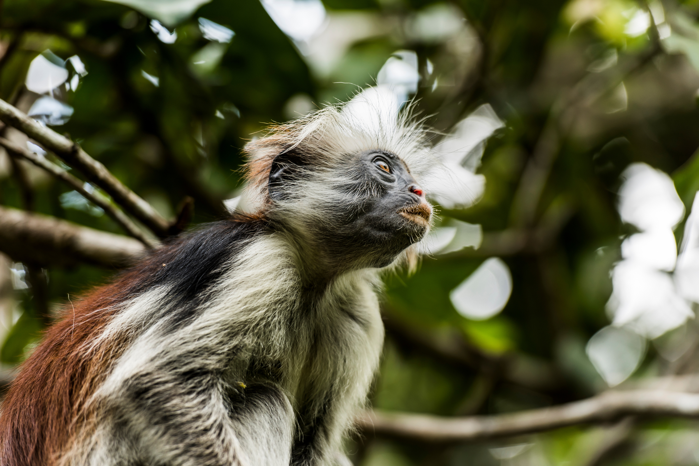 Zanzibar, red colobus monkey