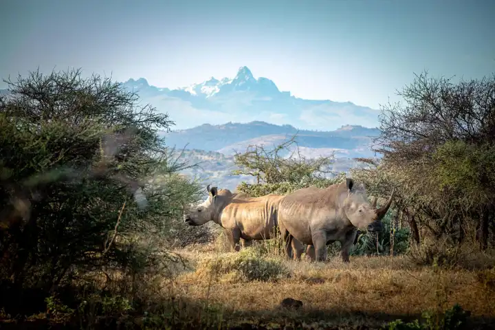 Rhinos At Ol Jogi Kenya Conservation Travel