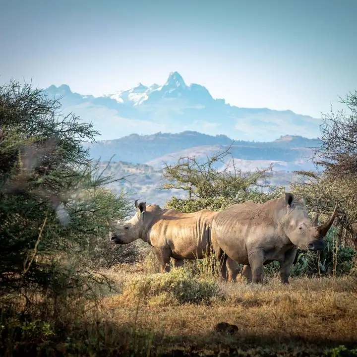 Rhinos At Ol Jogi Kenya Conservation Travel