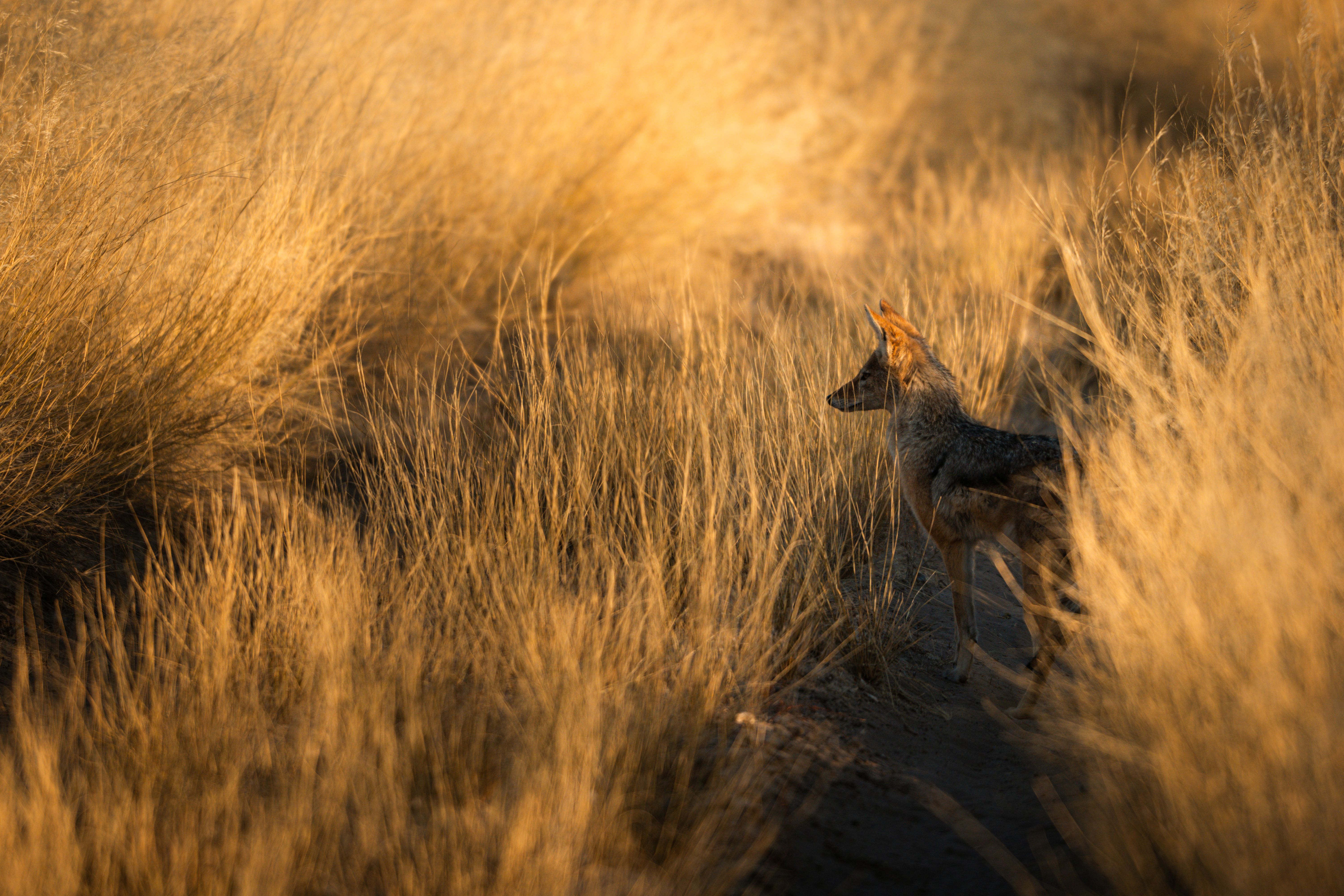 Best Luxury Safari in Africa - Ker & Downey World Travel - Jackal in tall grass