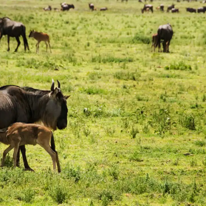 Best Places To Travel In January Luxury Tanzania Safari Ker Downey