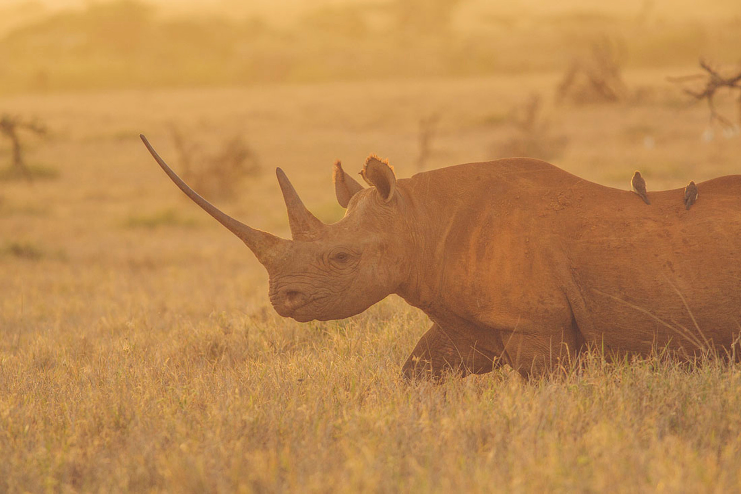 Lewa Rhino Bobby Neptune