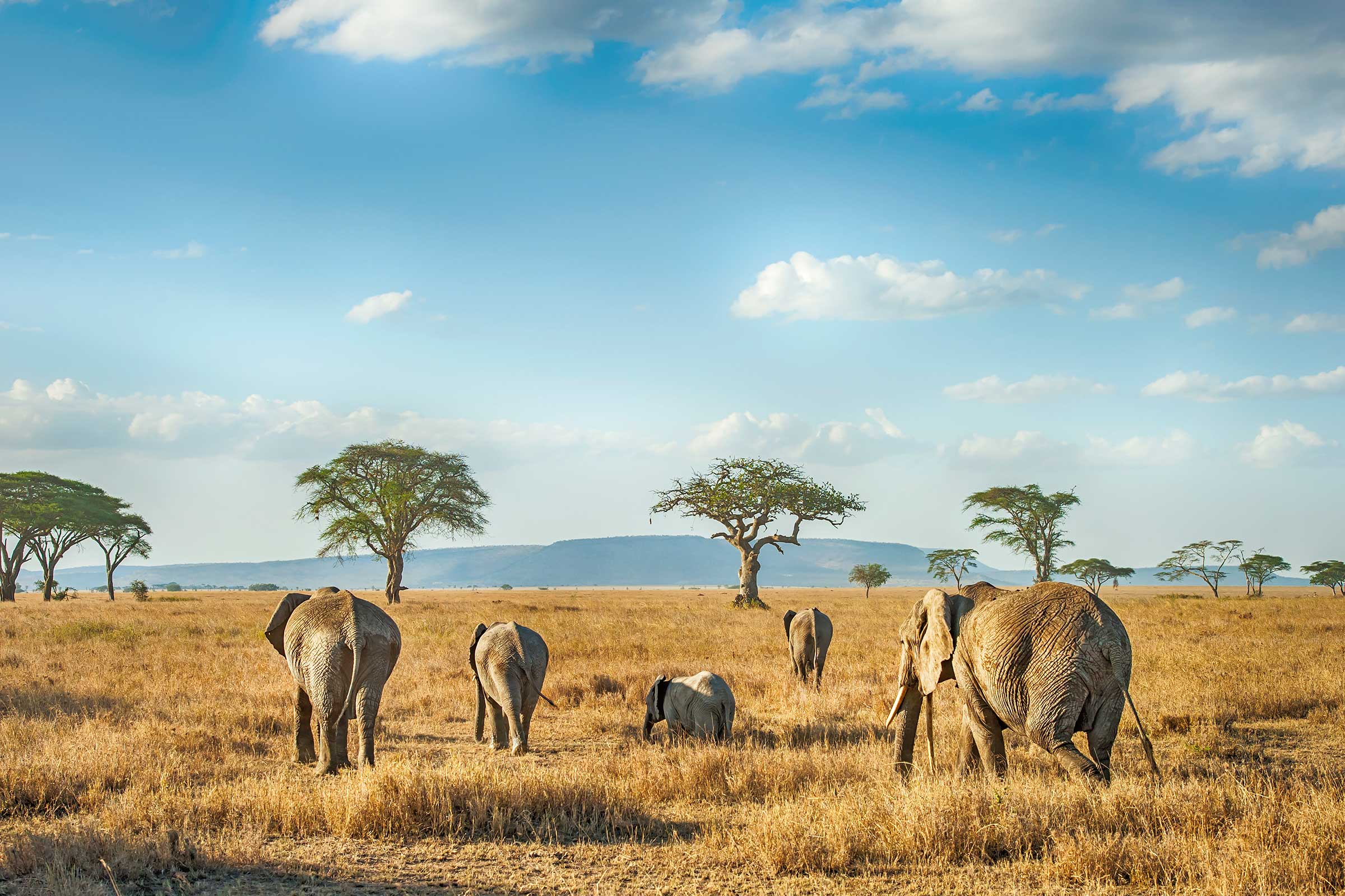 tanzania serengeti safari elephants