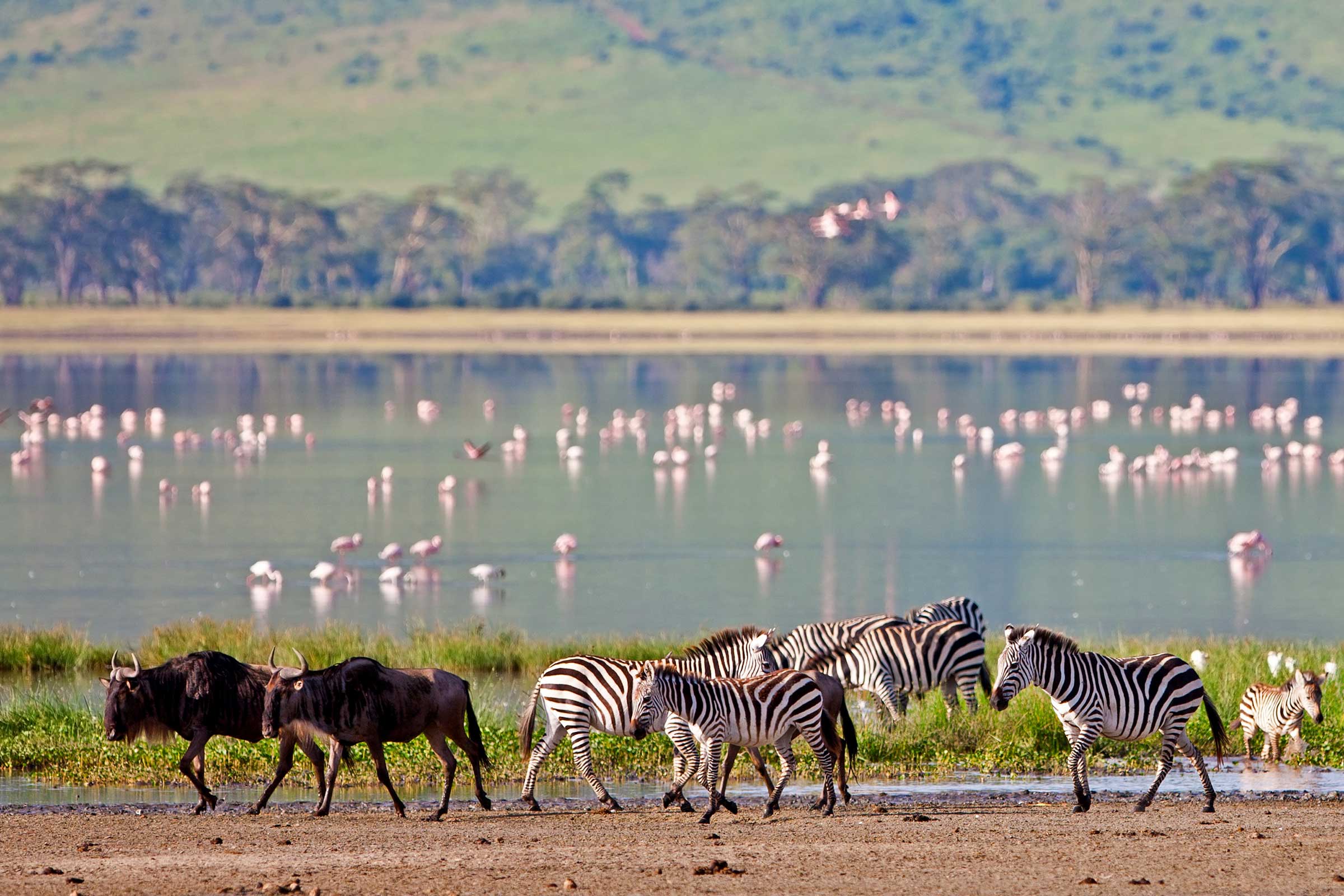 Ngorongoro Crater Tanzania Safari