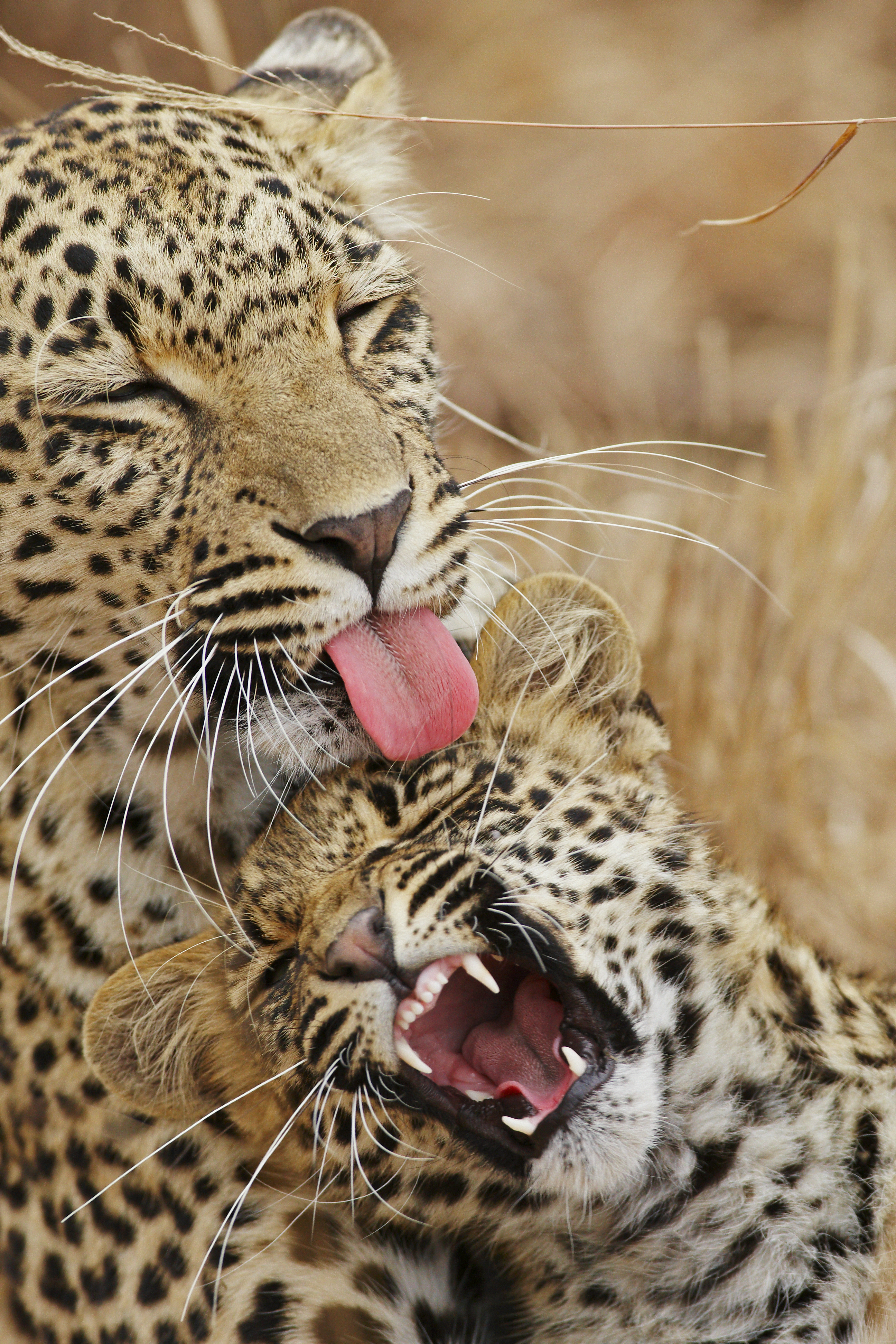 Leopard_and_Cub