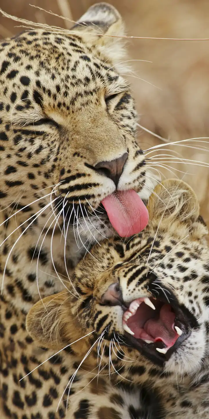 Leopard_and_Cub