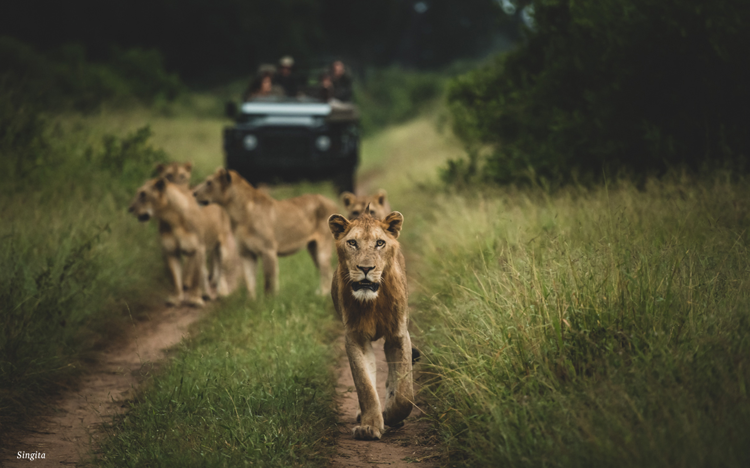 pride of lions on safari