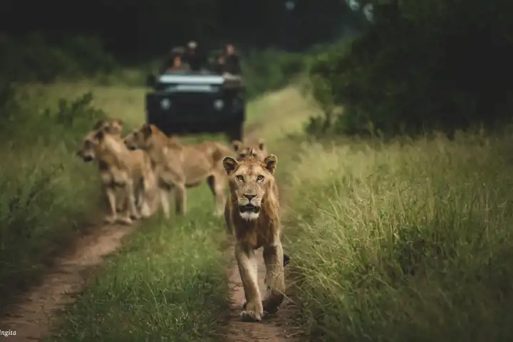 A Big 5 Safari Lion