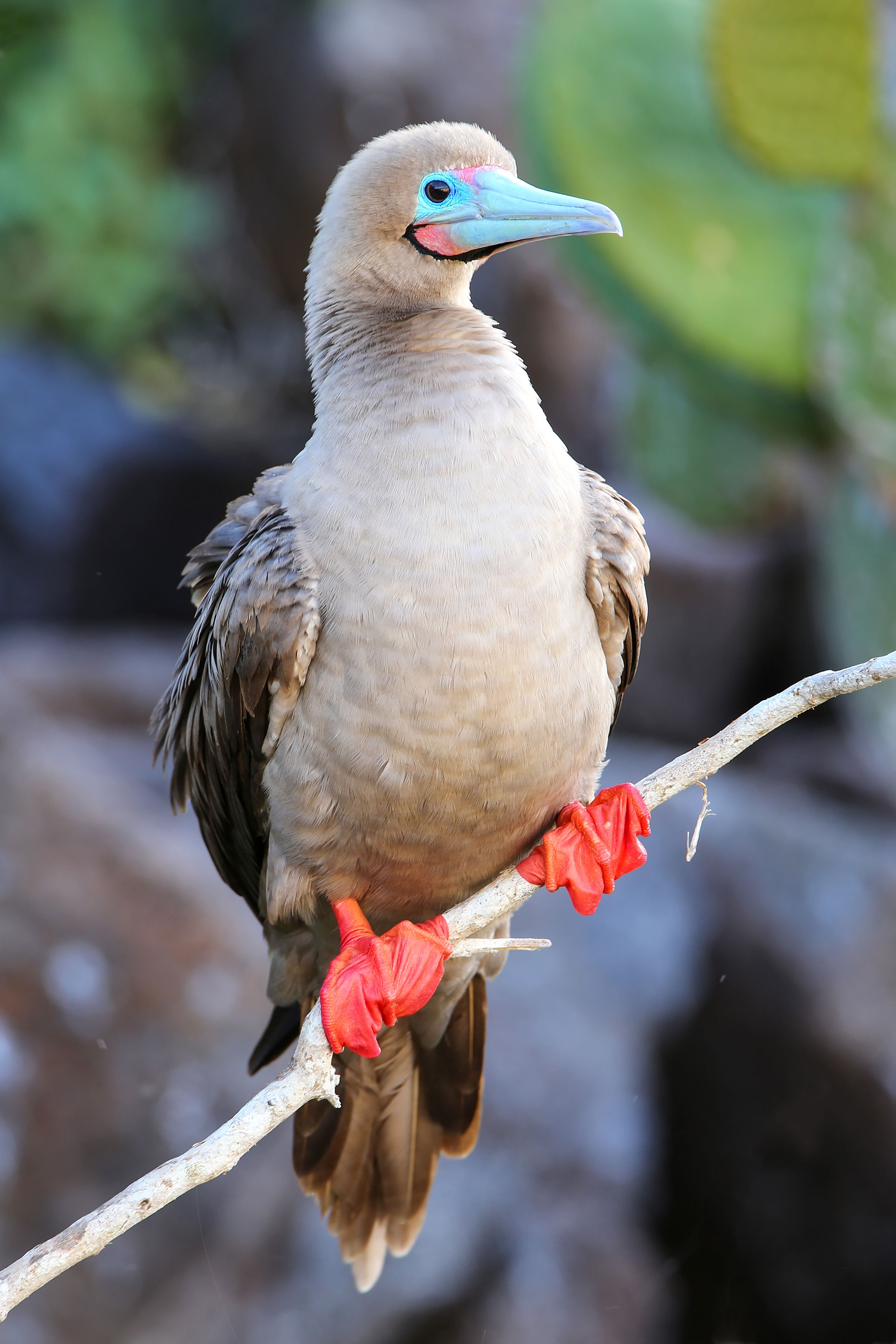 Red Footed Booby Galapagos Islands Genovesa