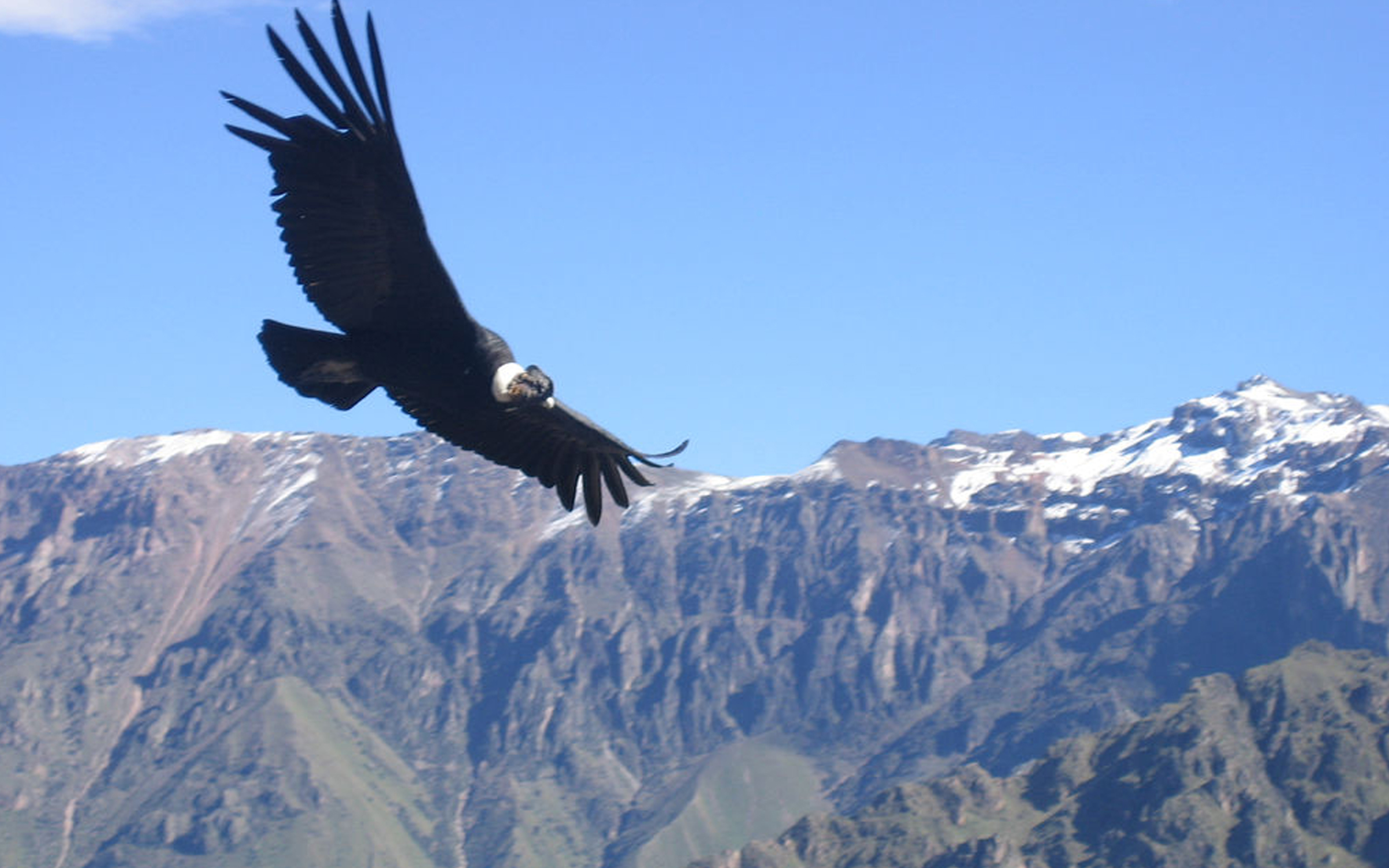 andean condor