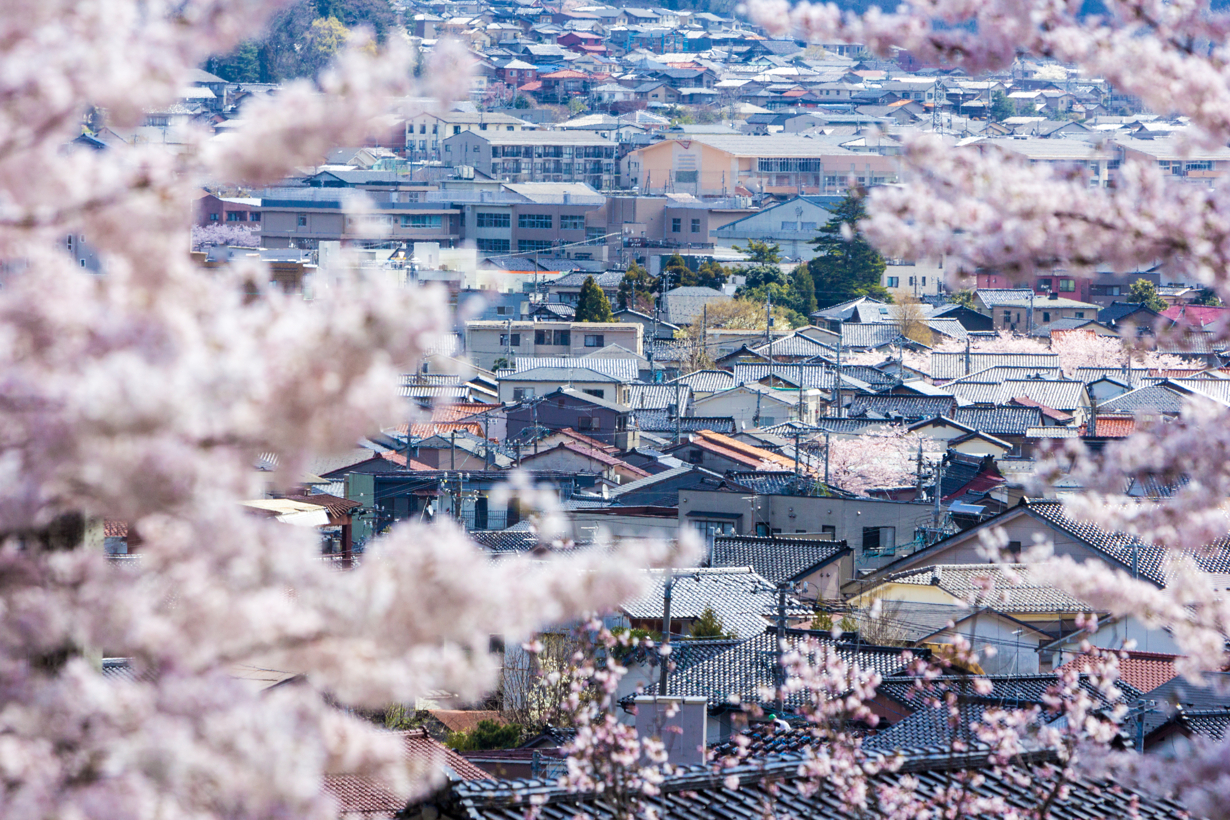 Japan_Cherry_Blossoms