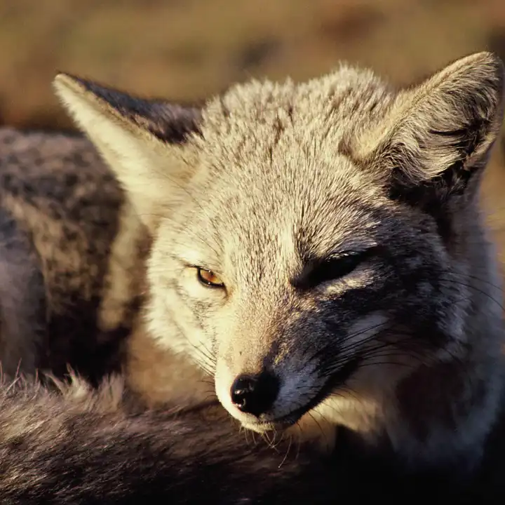 Fauna