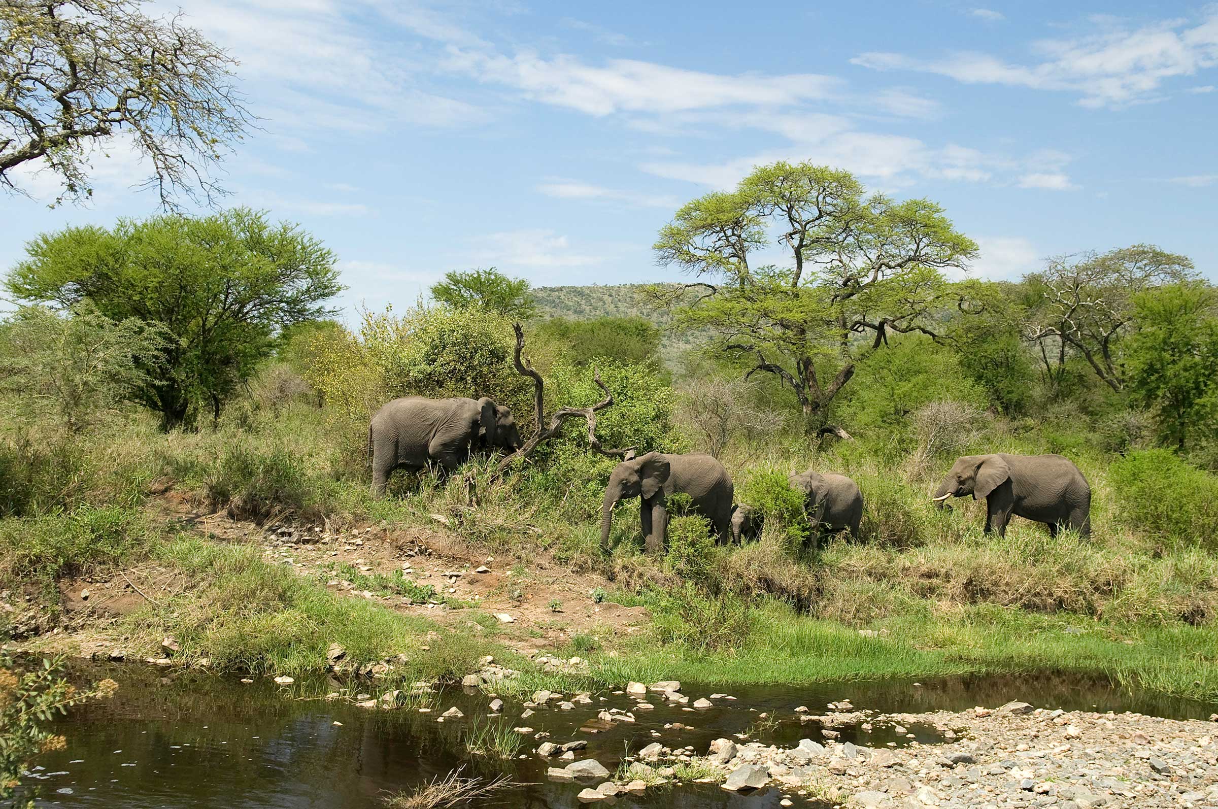 January Africa Safari - Tanzania