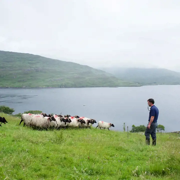 Best Things To Do In Ireland With Kids Family Activities In Ireland7 Sheepdog