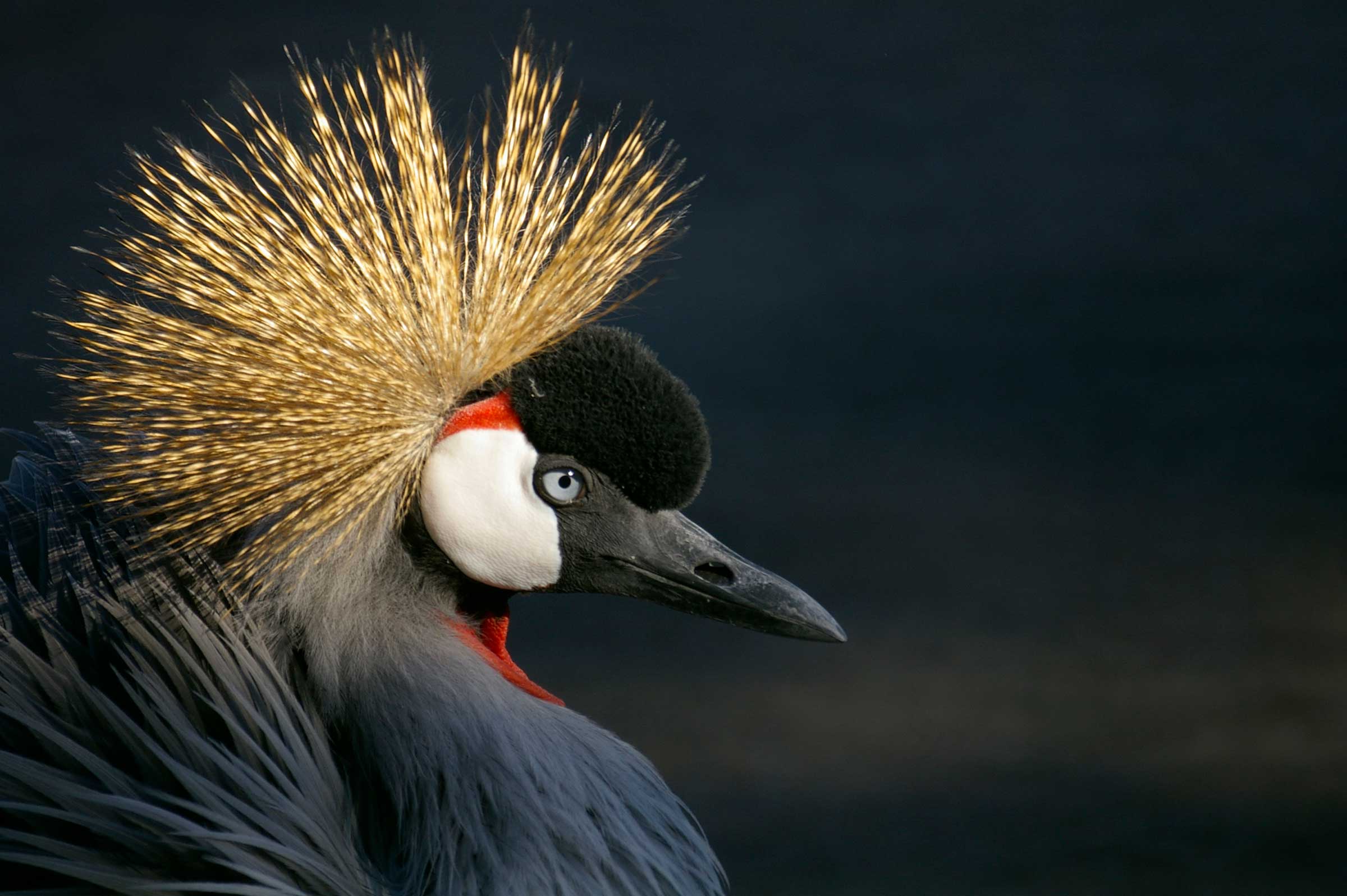 Bizarre Animals on an African Safari Grey Crowned Crane