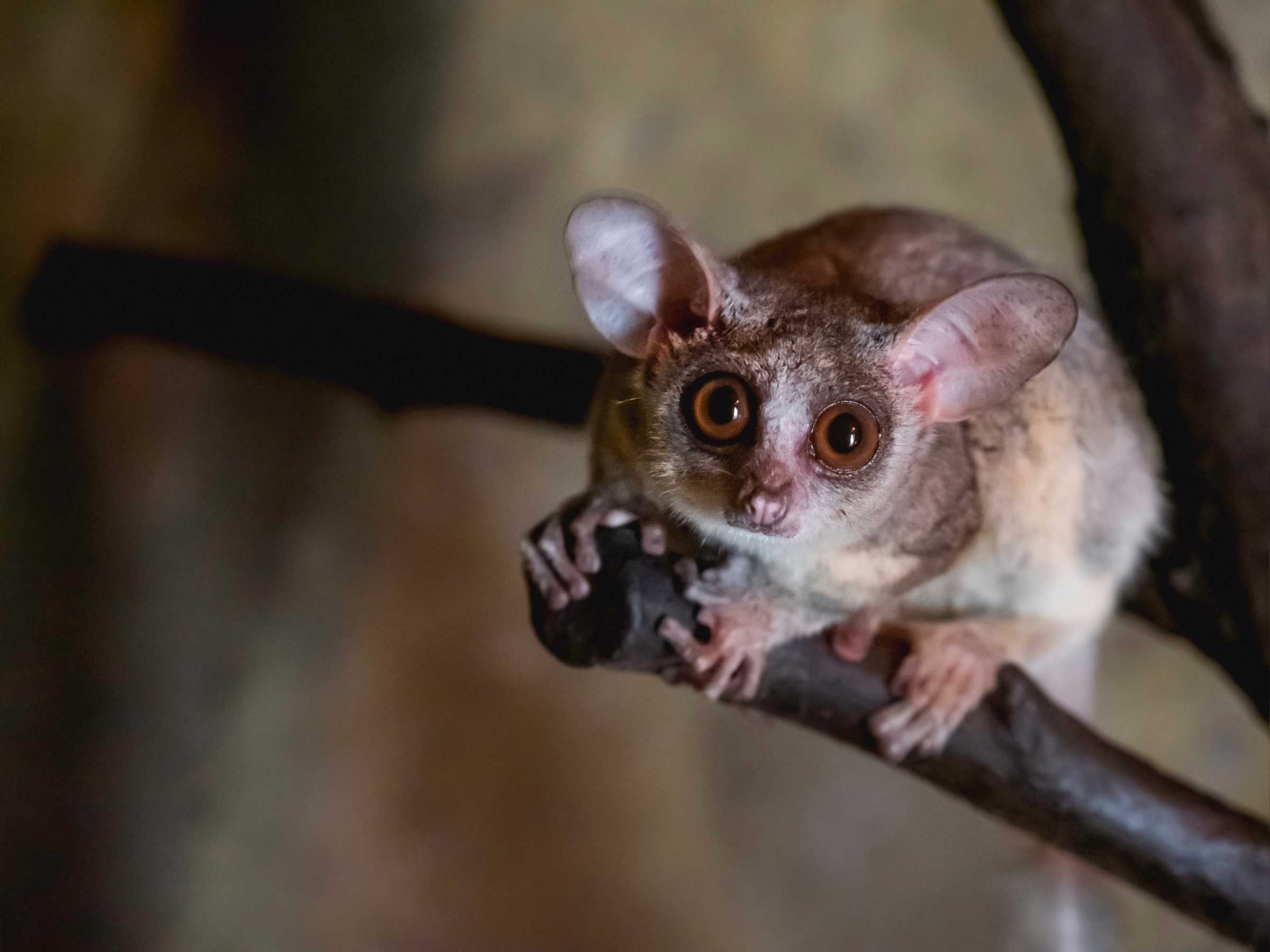 Lesser Bushbaby Bizarre Animals on an African Safari