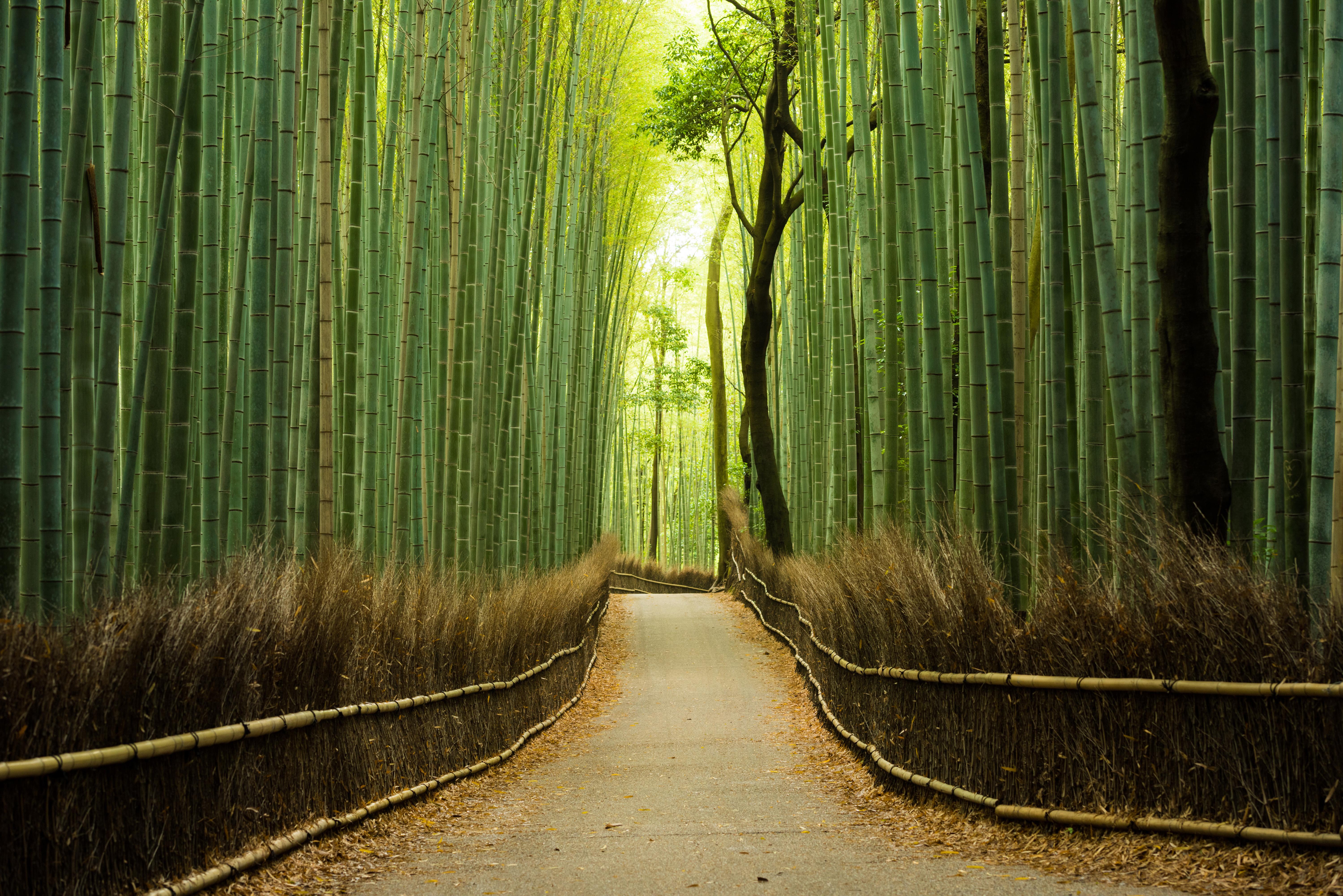 Japan_Arashiyama_Bamboo_Forest_Tokyo
