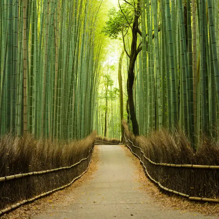 Arashiyama