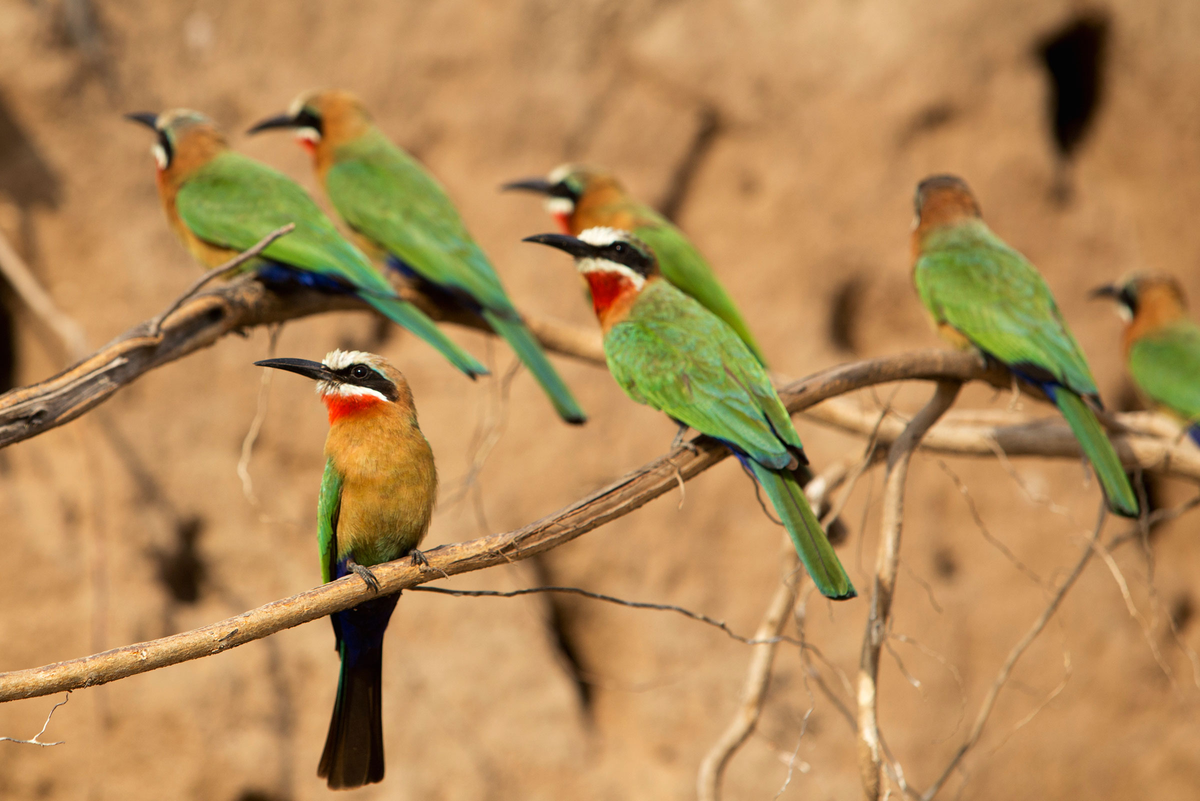 Where to Go in Africa in 2024 - Nyerere National Park - Tanzania