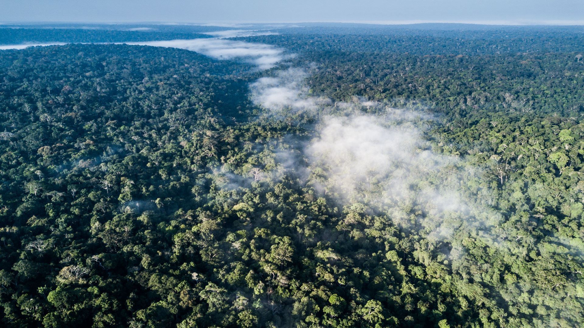 Republic_of_Congo_Rainforest