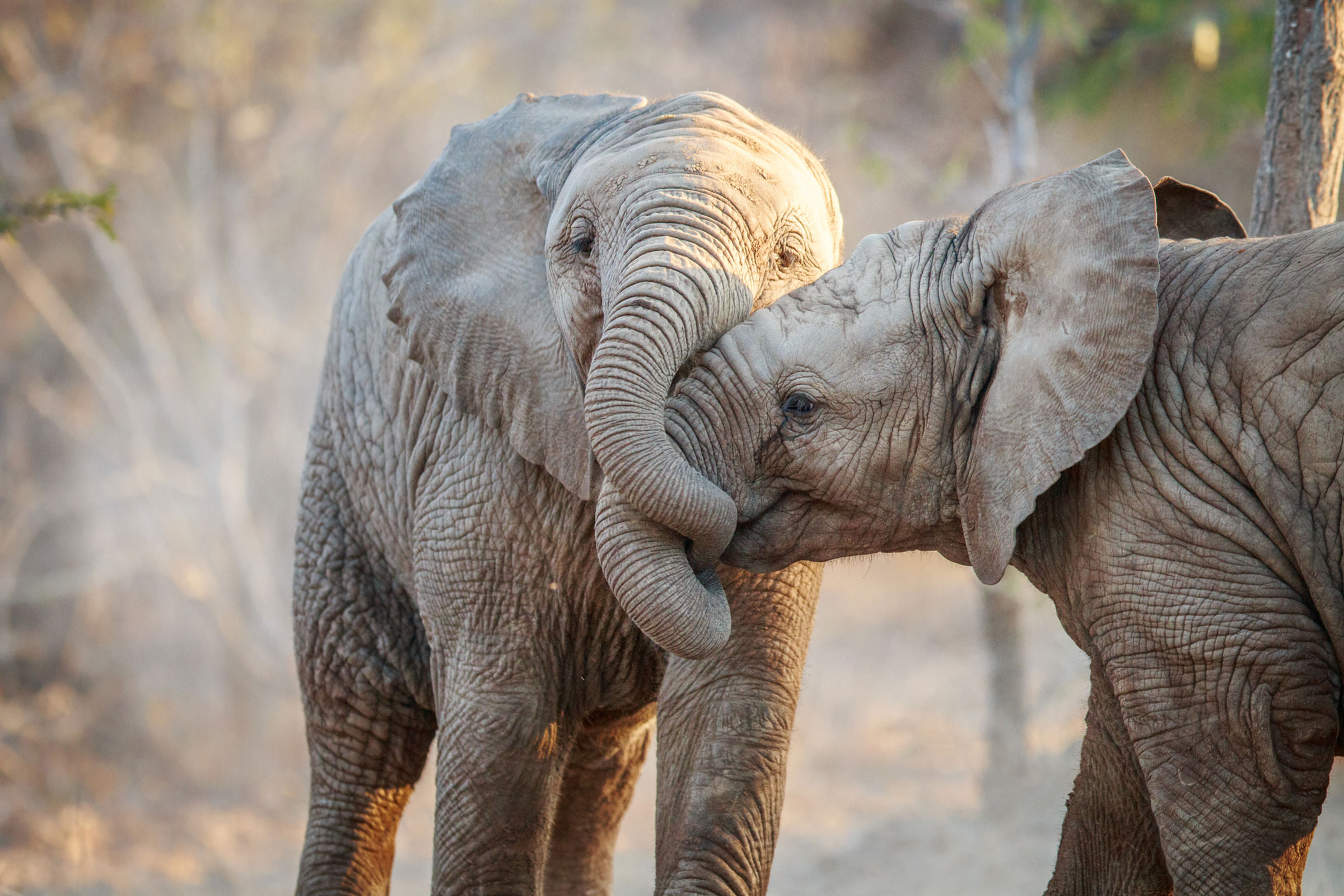 Kruger Safari - luxury South Africa safaris