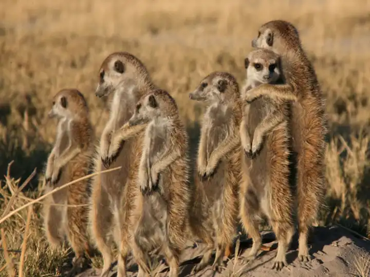 Meerkats Botswana Ker&Downey